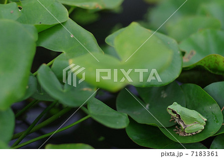 カエルとスイレン 7183361