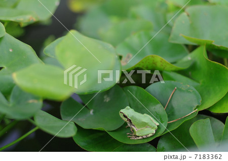 カエルとスイレン 7183362