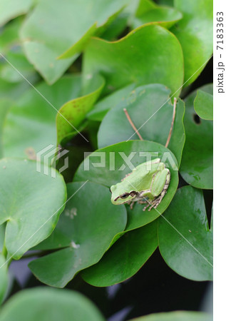 カエルとスイレン 7183363