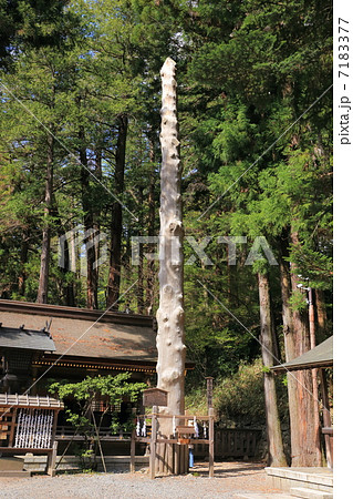 諏訪大社下社春宮の御柱 7183377