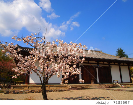 奈良　新薬師寺　本堂 7183697