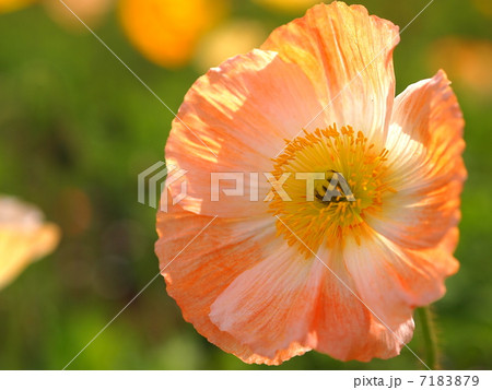 アイスランドポピー　ピンク 7183879