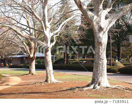 プラタナス 7183911