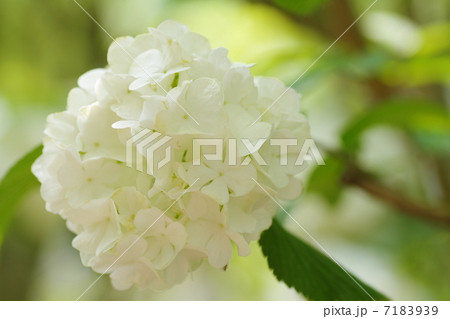 オオデマリの花 オオデマリの花 7183939