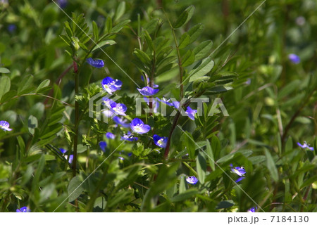 群生して咲くオオイヌノフグリの花 7184130