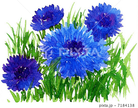 cornflower13507pix 7184138
