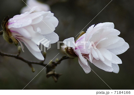 咲き始めた辛夷の淡桃色の花 7184166