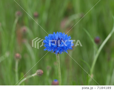 青い矢車草 青い矢車草 7184189