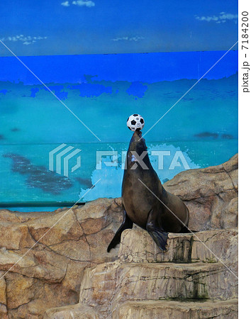 アシカ アシカ 7184200