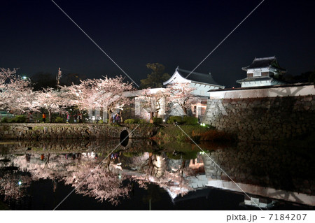福岡城の夜桜 福岡城の夜桜 7184207