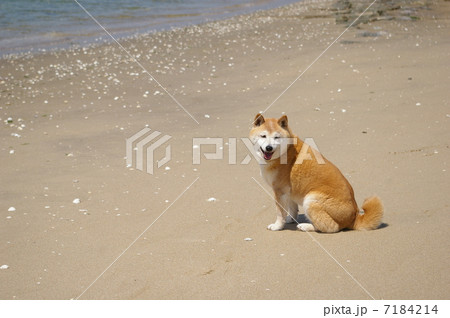 砂浜で座る犬の写真素材