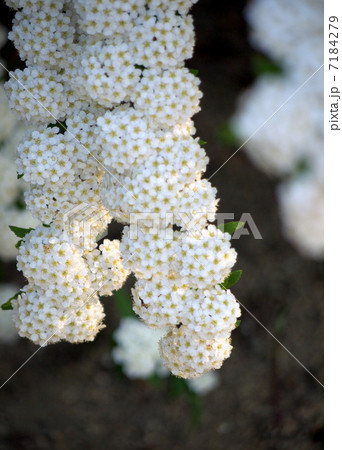 コデマリの花 7184279