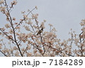 鳥と桜 7184289