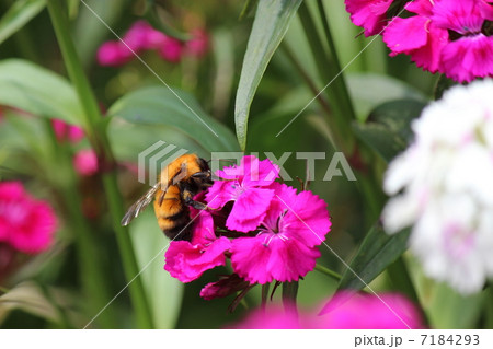 マルハナバチ 7184293