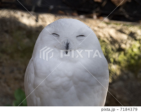 白フクロウ 7184379