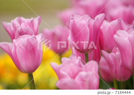チューリップ 7184444