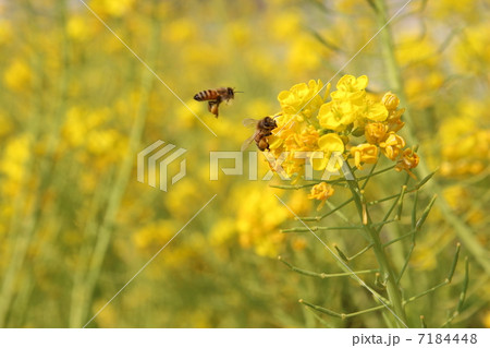 ミツバチと菜の花 7184448