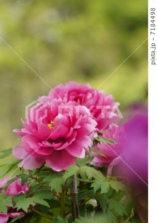 ボタンの花 ボタンの花 7184498