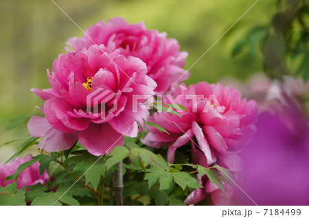 ボタンの花 ボタンの花 7184499