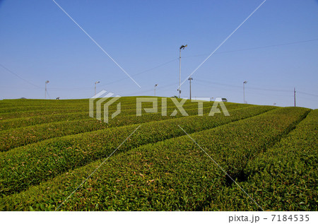 青空と茶畑 7184535