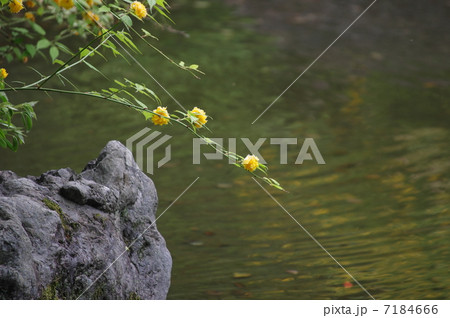 池にかかる 八重の山吹 池にかかる 八重の山吹 7184666