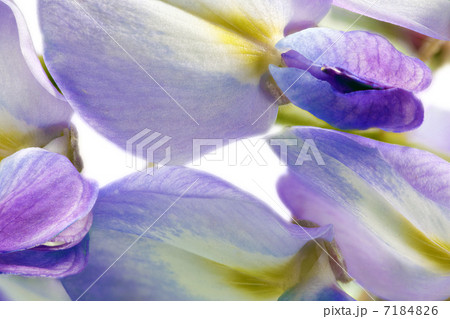 Beautiful Wisteria flowers isolated.On white background 7184826