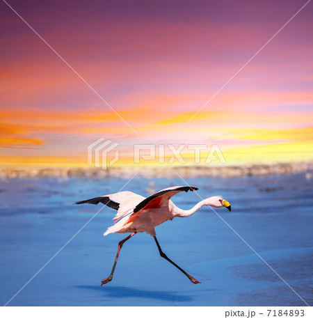 Flamingo 7184893