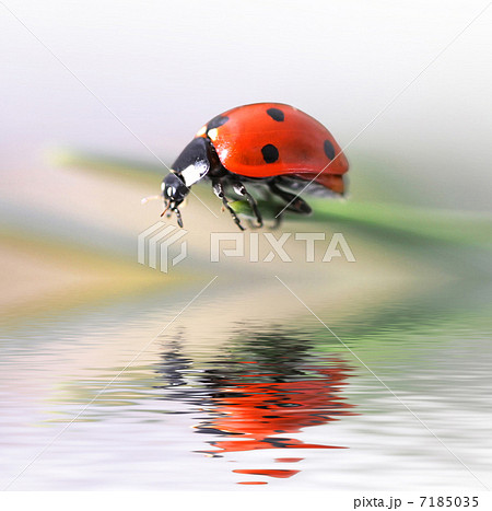 ladybug ladybug 7185035