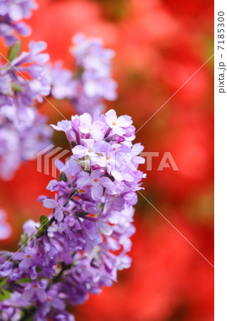 丁子桜 7185300