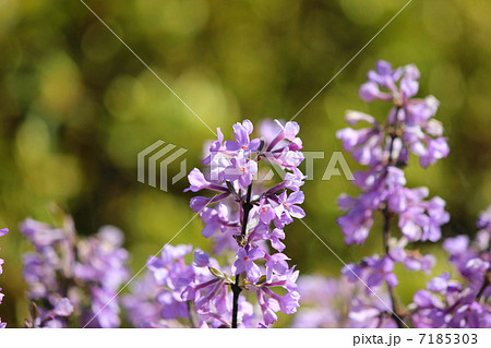丁子桜 7185303