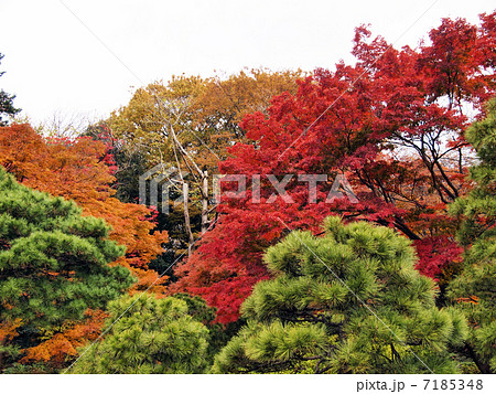 六義園 六義園 7185348