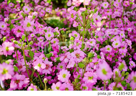 プリムラ サーティワン 花言葉 明るい性格 Primula Hybridの写真素材