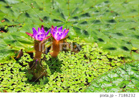 オニバスの花が二輪 7186232