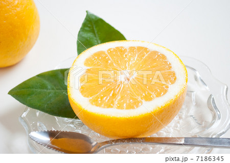 河内晩柑 7186345