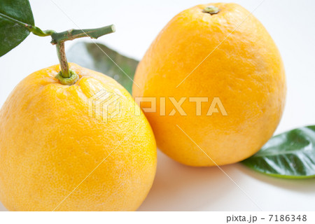 河内晩柑 7186348