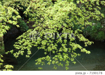 新緑のモミジ 7190178
