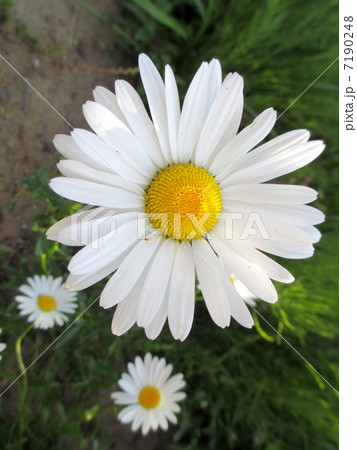 白い花 マーガレット 白い花 マーガレット 7190248