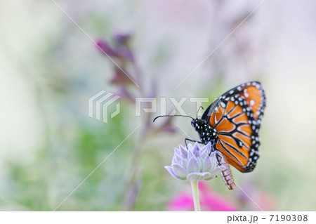 オオカバマダラ 7190308