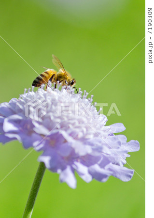 花粉を集めるミツバチ 7190309