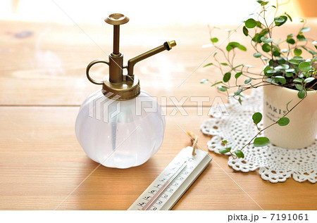 観葉植物を育てる 観葉植物を育てる 7191061