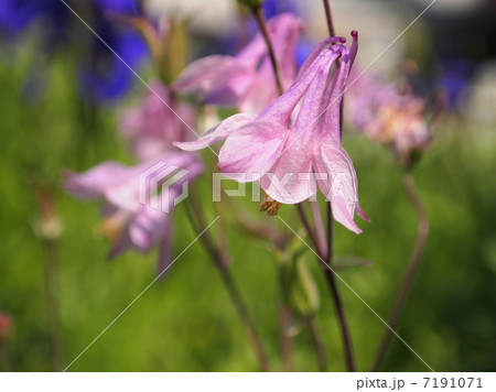 ヤマオダマキ 7191071