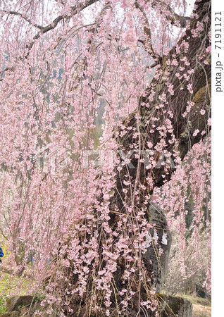枝垂れ桜のカーテン 枝垂れ桜のカーテン 7191121