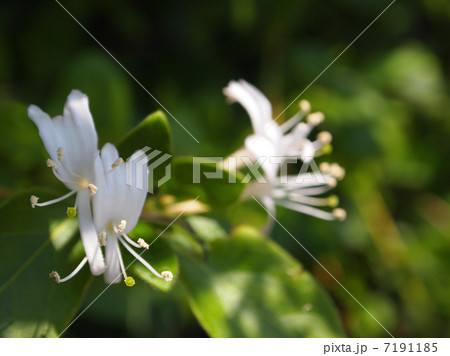 スイカズラ 7191185