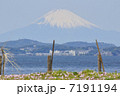 浜昼顔と富士2 7191194