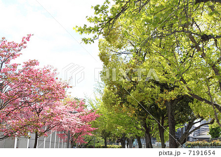 桜 7191654