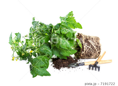 Tomato seedlings with flower and fruit on a white background Tomato seedlings with flower and fruit on a white background 7191722