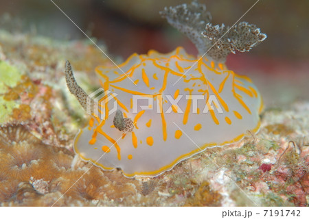 ウミウシ 7191742