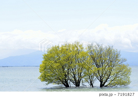 琵琶湖・湖北水鳥公園の水中木 琵琶湖・湖北水鳥公園の水中木 7191827