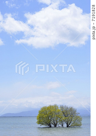 琵琶湖・湖北水鳥公園の水中木 7191828