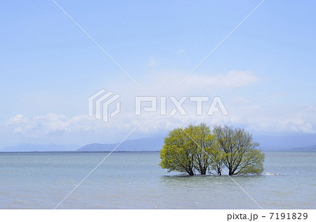 琵琶湖・湖北水鳥公園の水中木 琵琶湖・湖北水鳥公園の水中木 7191829